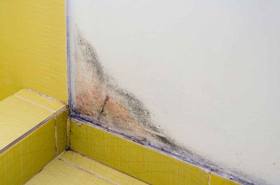 Tips to Prevent Mold in Your Bathroom | Mr.Rooter Plumbing